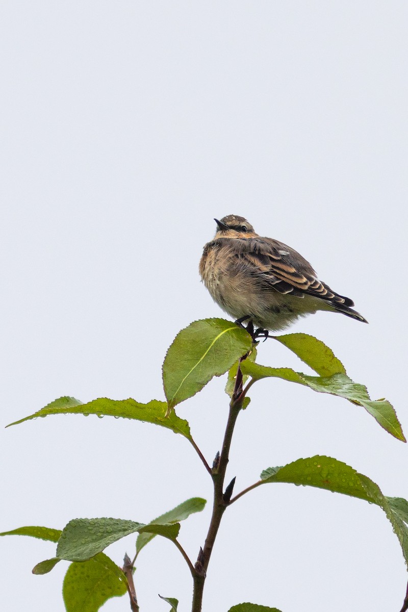 Northern Wheatear - ML622426494