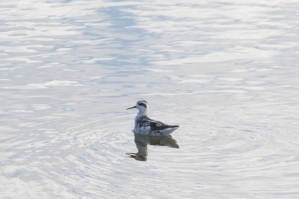 Red-necked Phalarope - ML622426526