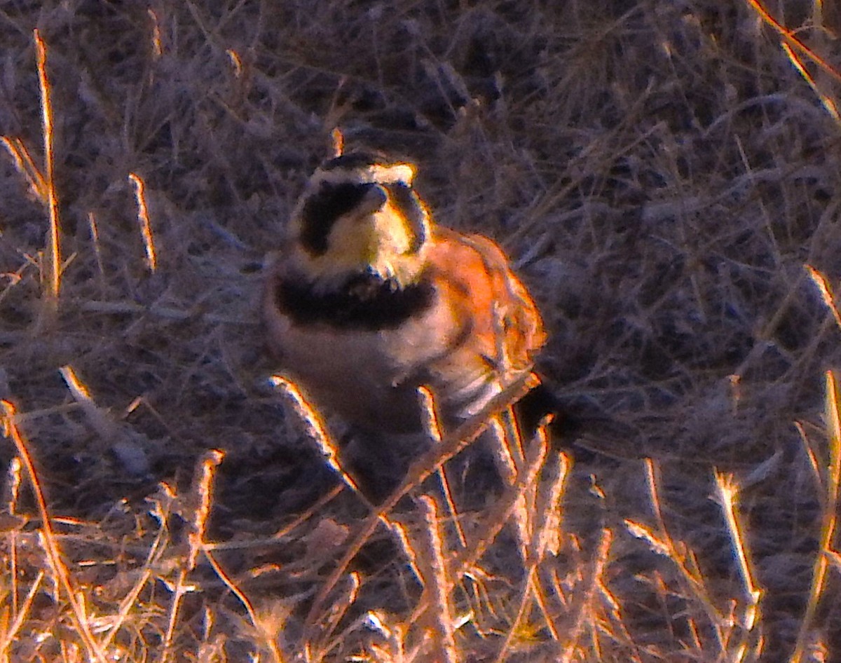 Horned Lark - ML622426537