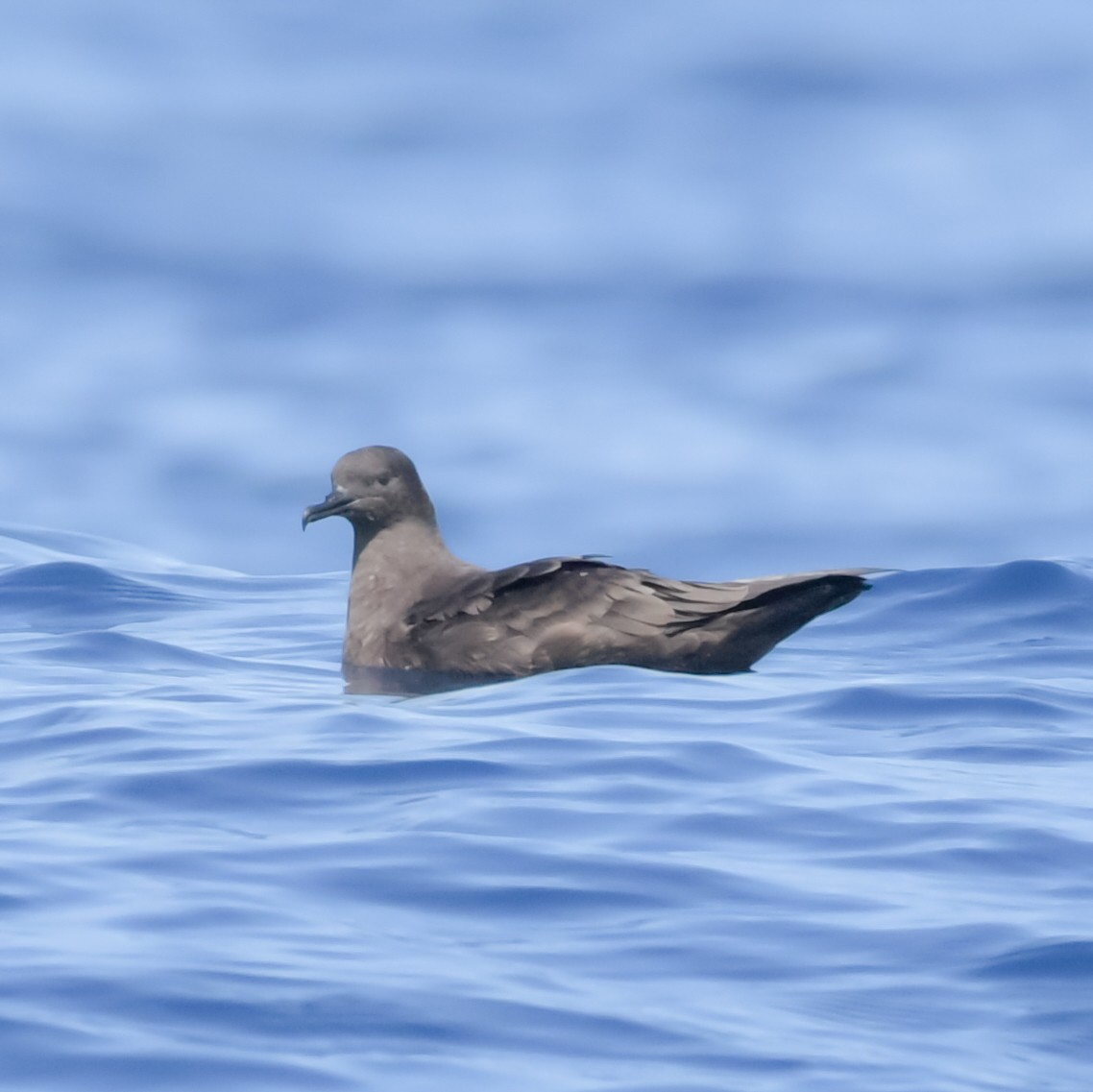 Christmas Shearwater - ML622426538