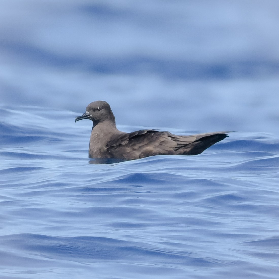 Christmas Shearwater - ML622426539