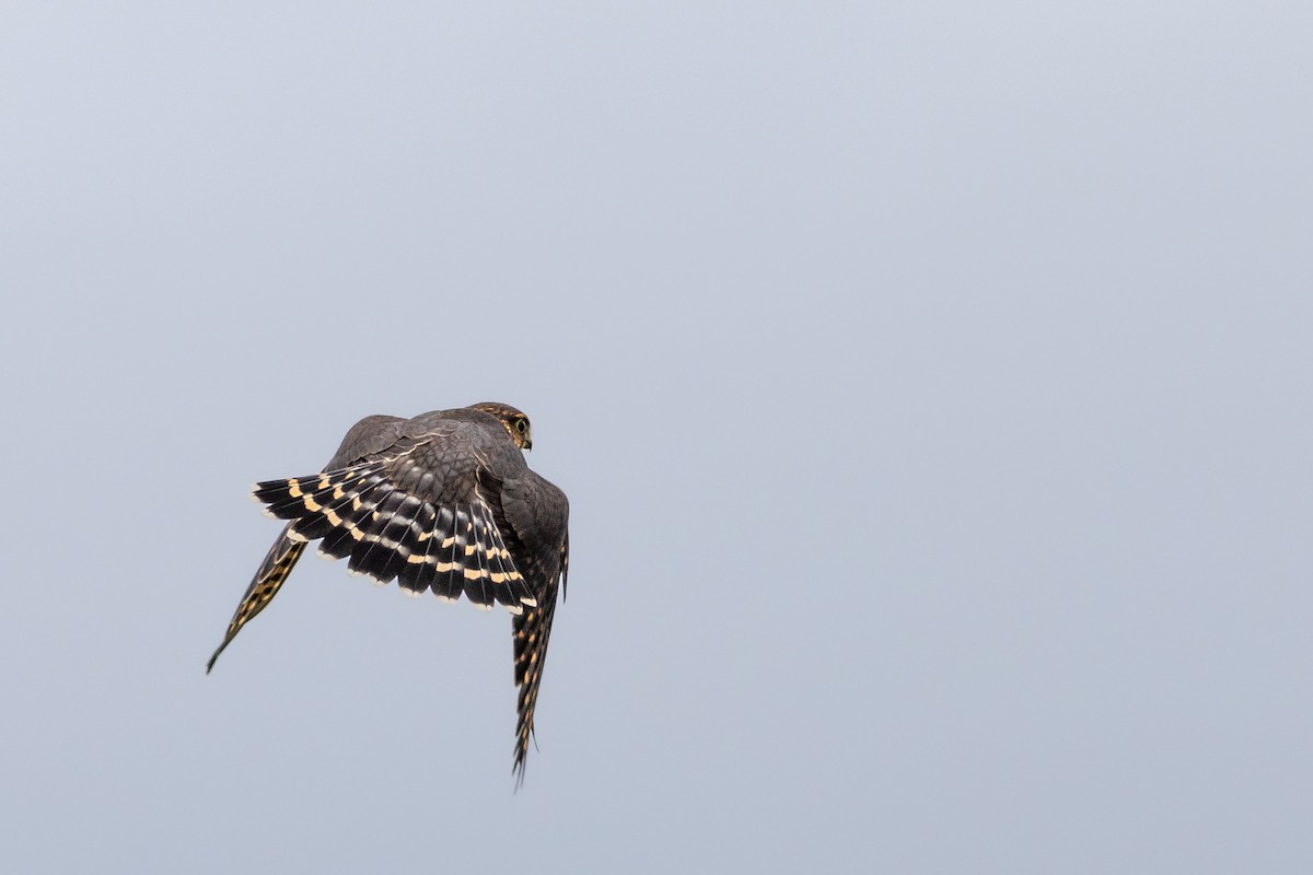 dřemlík tundrový (ssp. columbarius) - ML622426579