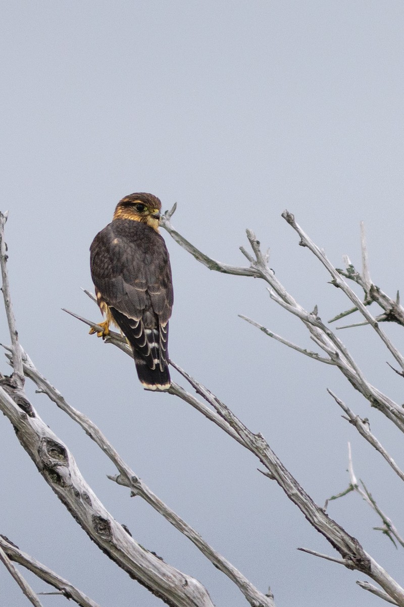 dřemlík tundrový (ssp. columbarius) - ML622426584