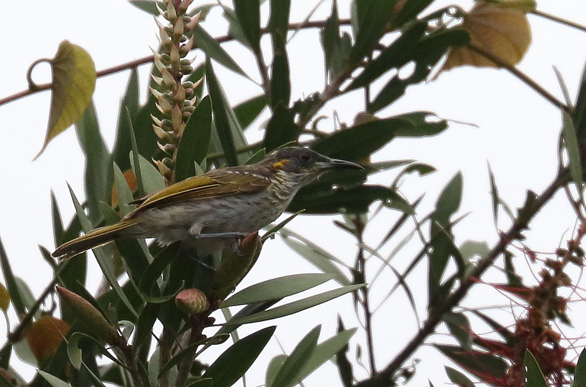 White-streaked Honeyeater - ML622426672