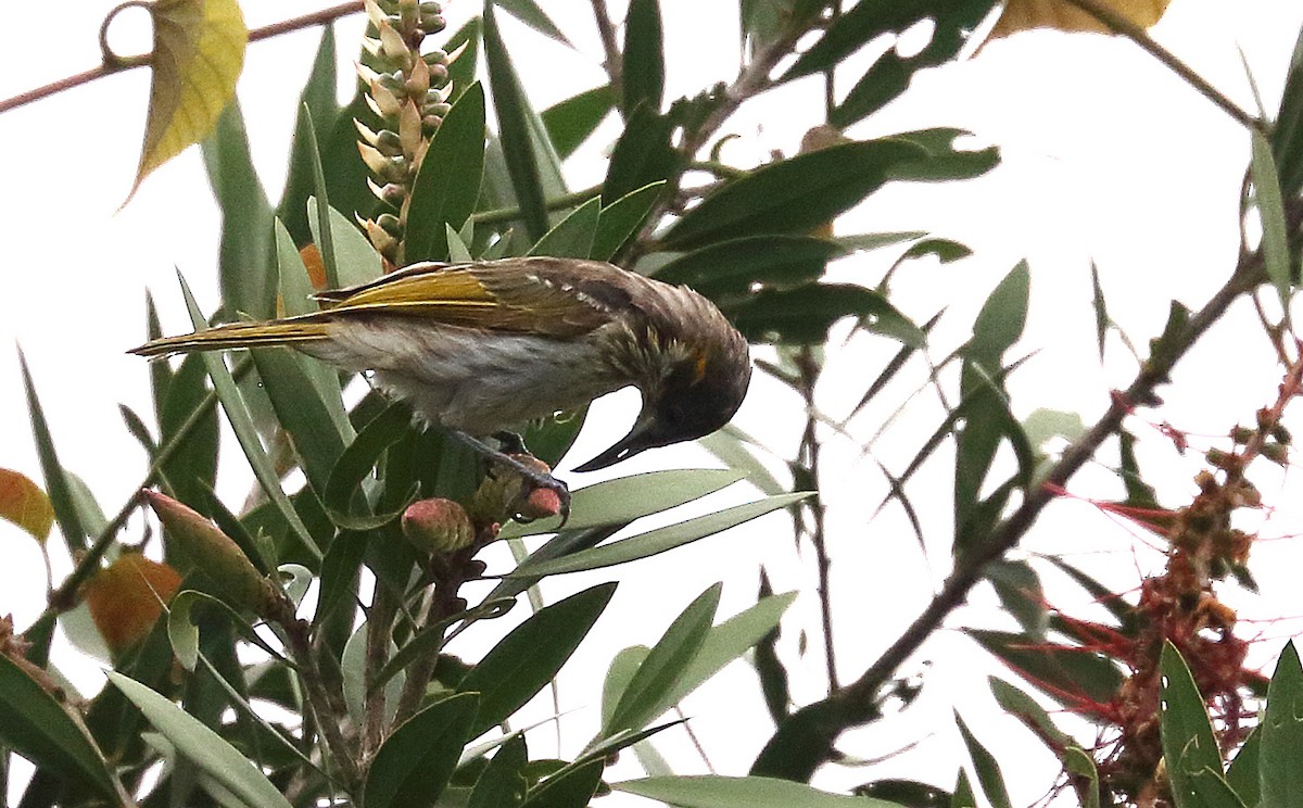 White-streaked Honeyeater - ML622426673