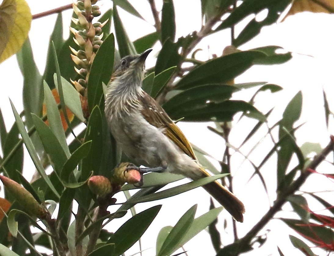 White-streaked Honeyeater - ML622426674