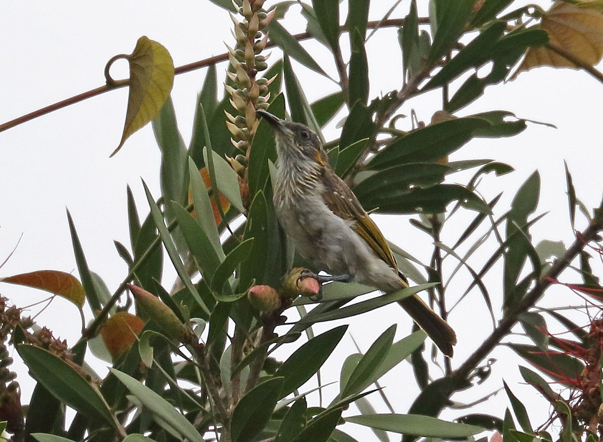 White-streaked Honeyeater - ML622426676