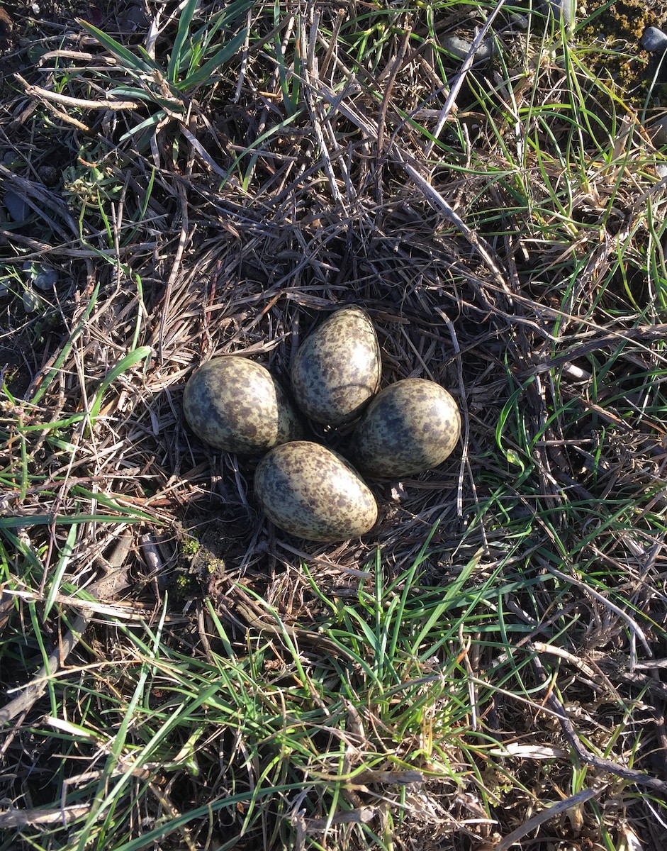 Masked Lapwing - ML622426703