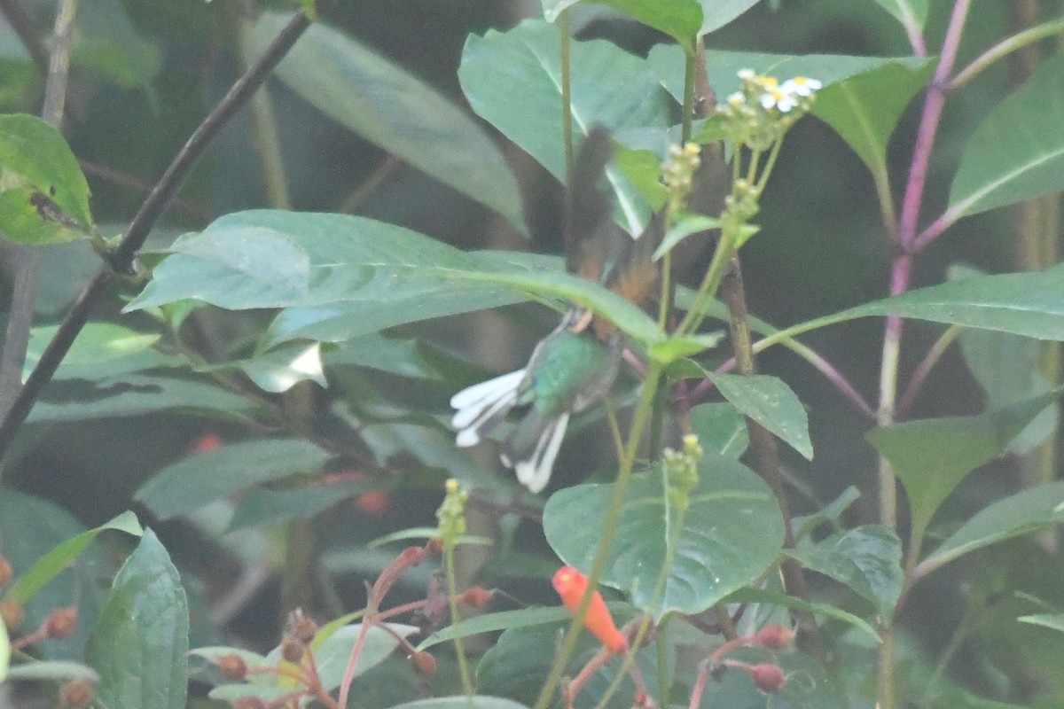 Blue-capped Hummingbird - Ethan Gosnell