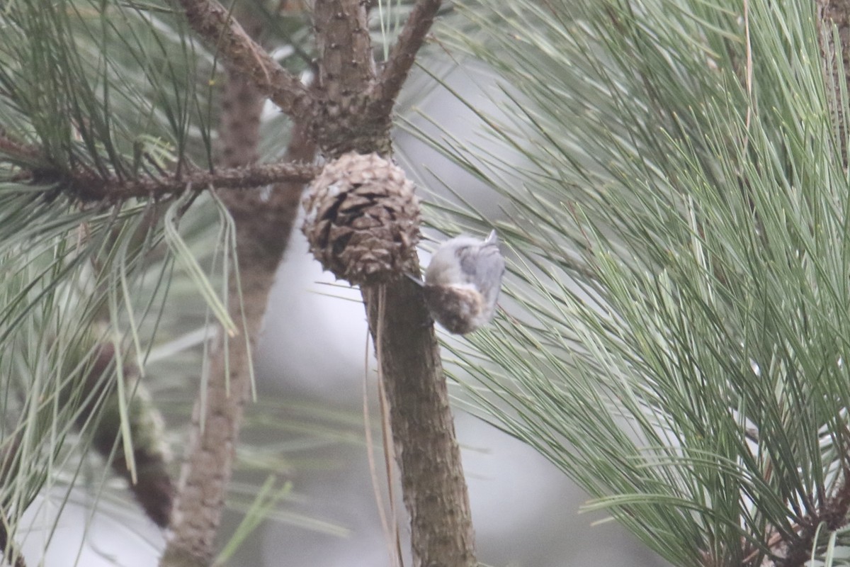 Brown-headed Nuthatch - ML622426711