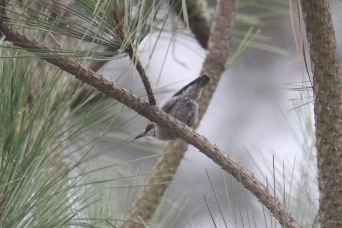 Brown-headed Nuthatch - ML622426713