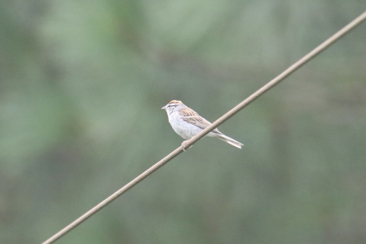 Chipping Sparrow - ML622426716