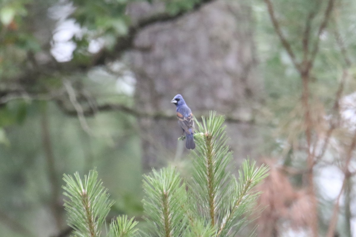 Blue Grosbeak - ML622426717