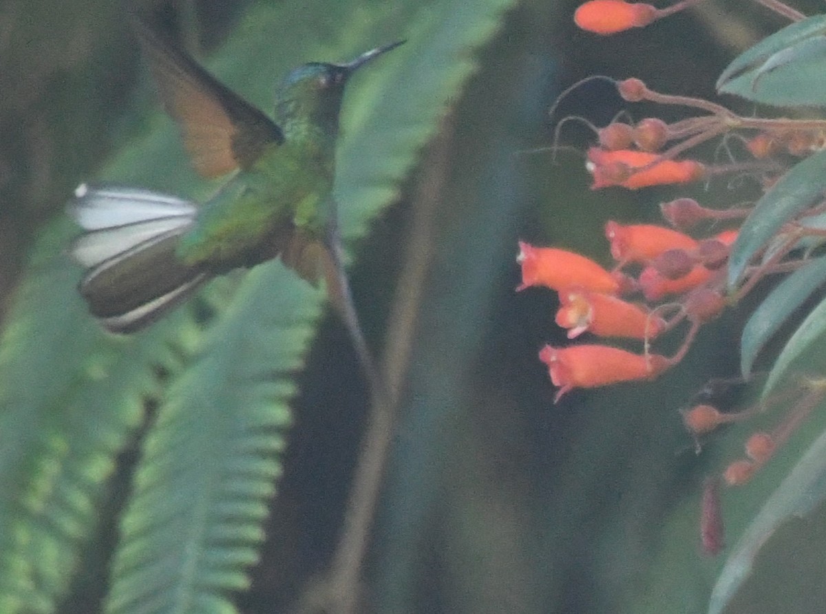 Blue-capped Hummingbird - ML622426743