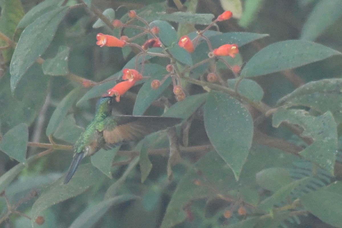 Blue-capped Hummingbird - ML622426755