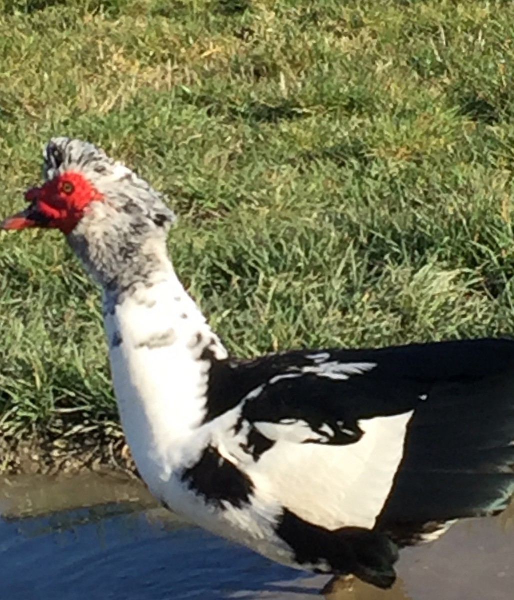 Muscovy Duck (Domestic type) - ML622426815