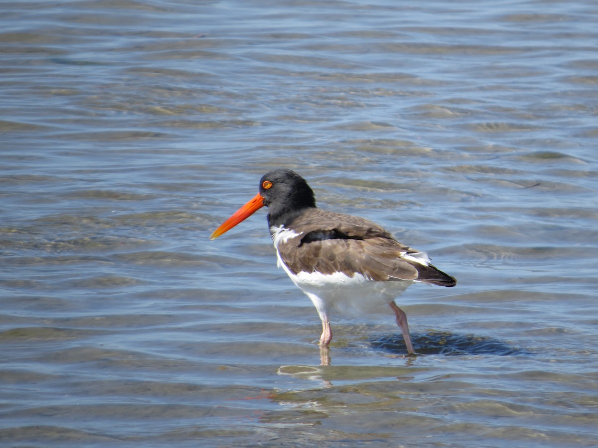 American Oystercatcher - ML622426853