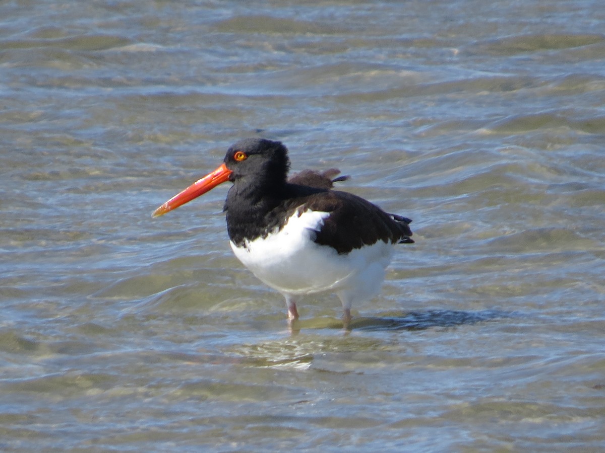 American Oystercatcher - ML622426865