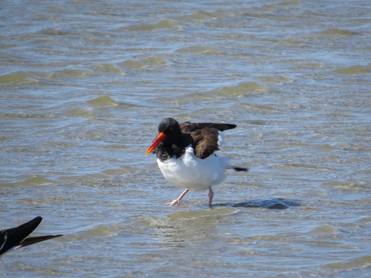 American Oystercatcher - Joyce Brady