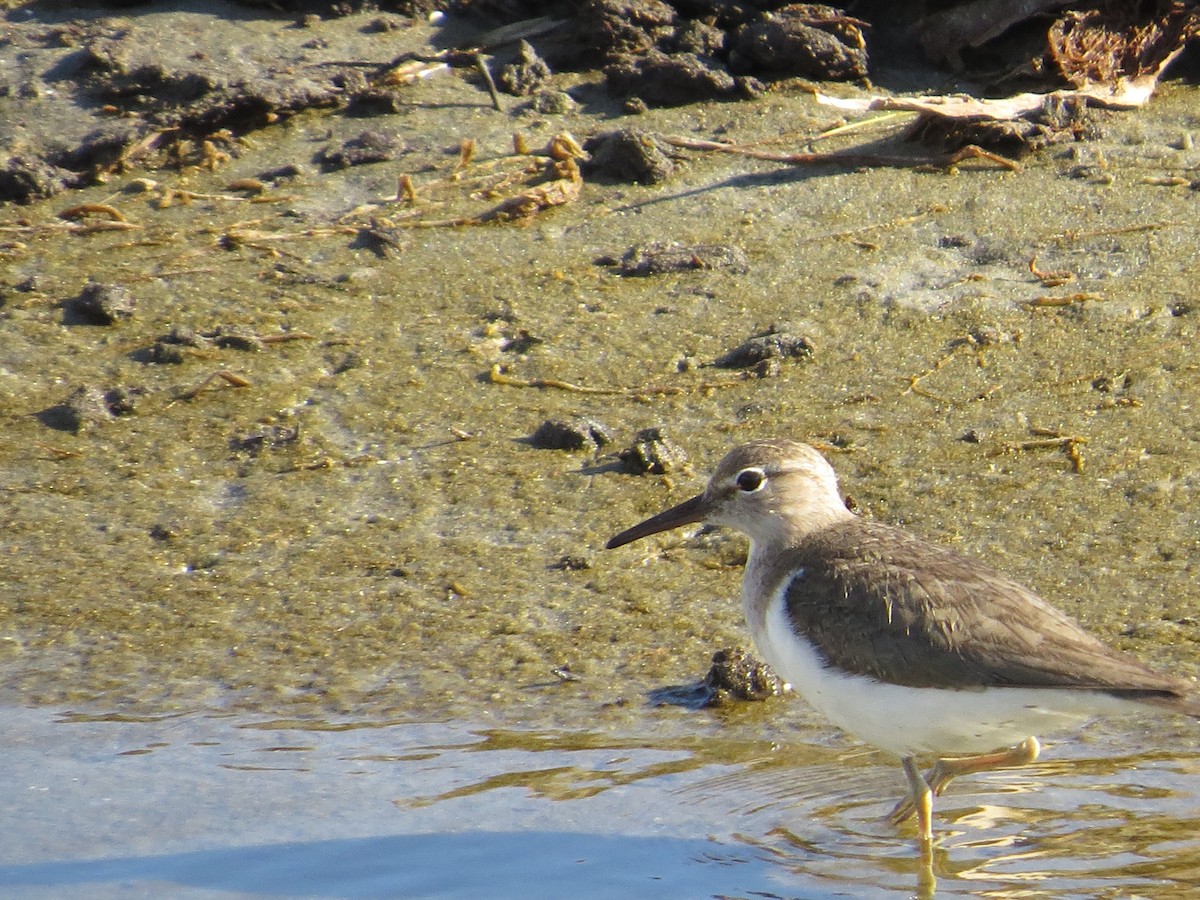 Spotted Sandpiper - ML622426967