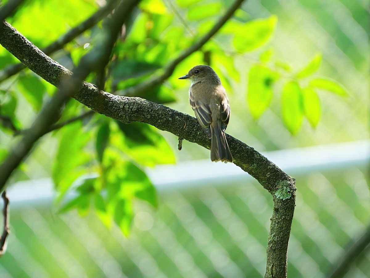 Eastern Phoebe - ML622427148