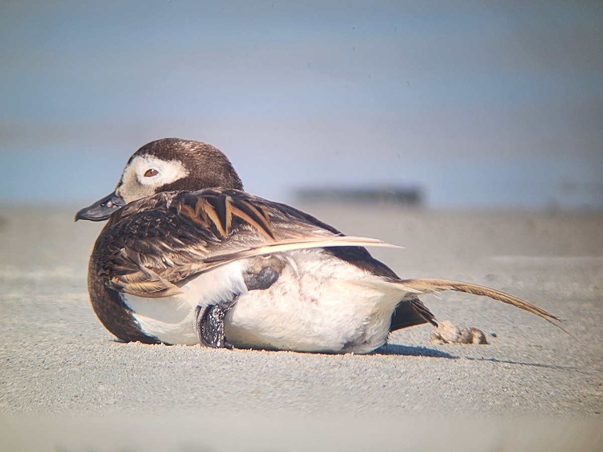 Long-tailed Duck - ML622427156