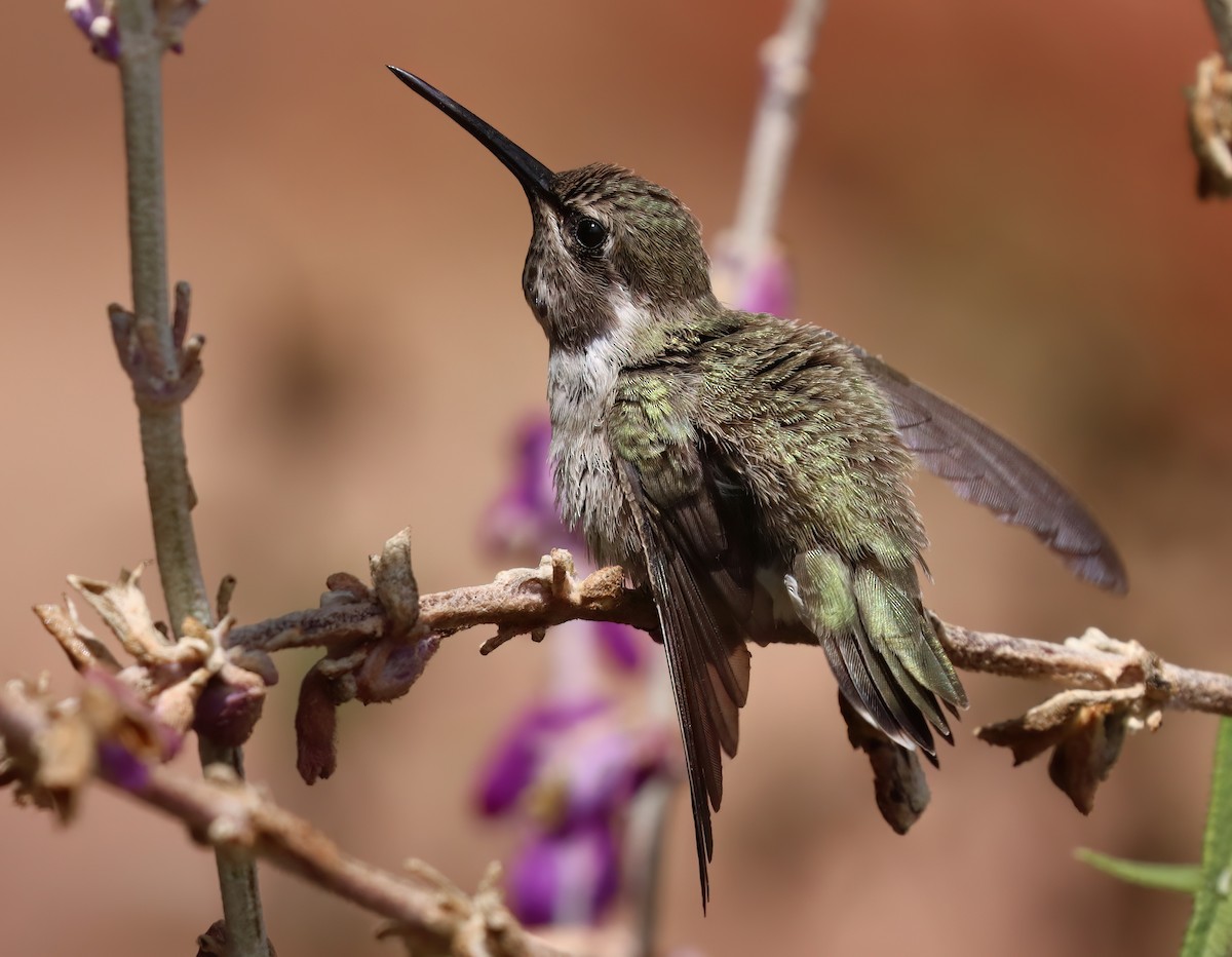 ørkenkolibri - ML622427158