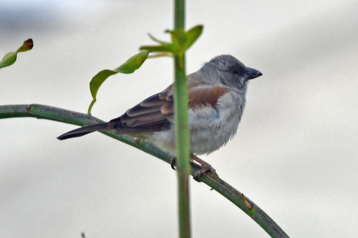 Southern Gray-headed Sparrow - Steve Hawes