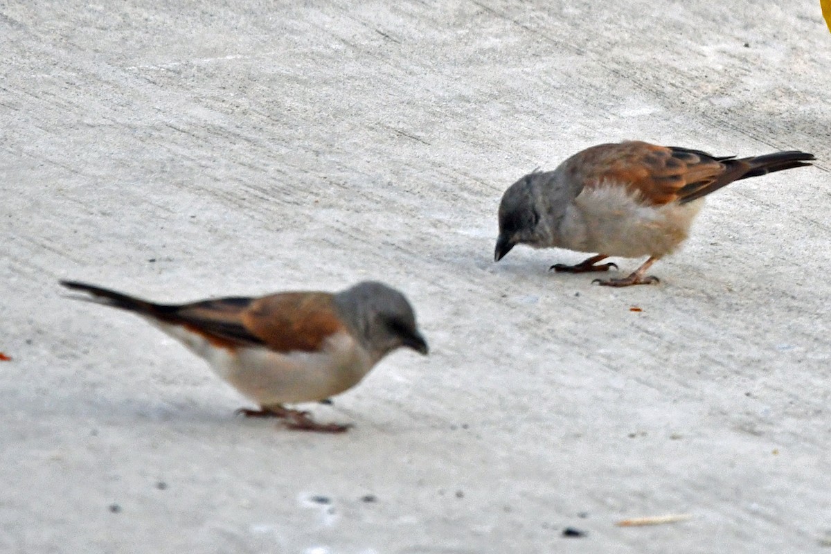 Southern Gray-headed Sparrow - ML622427237