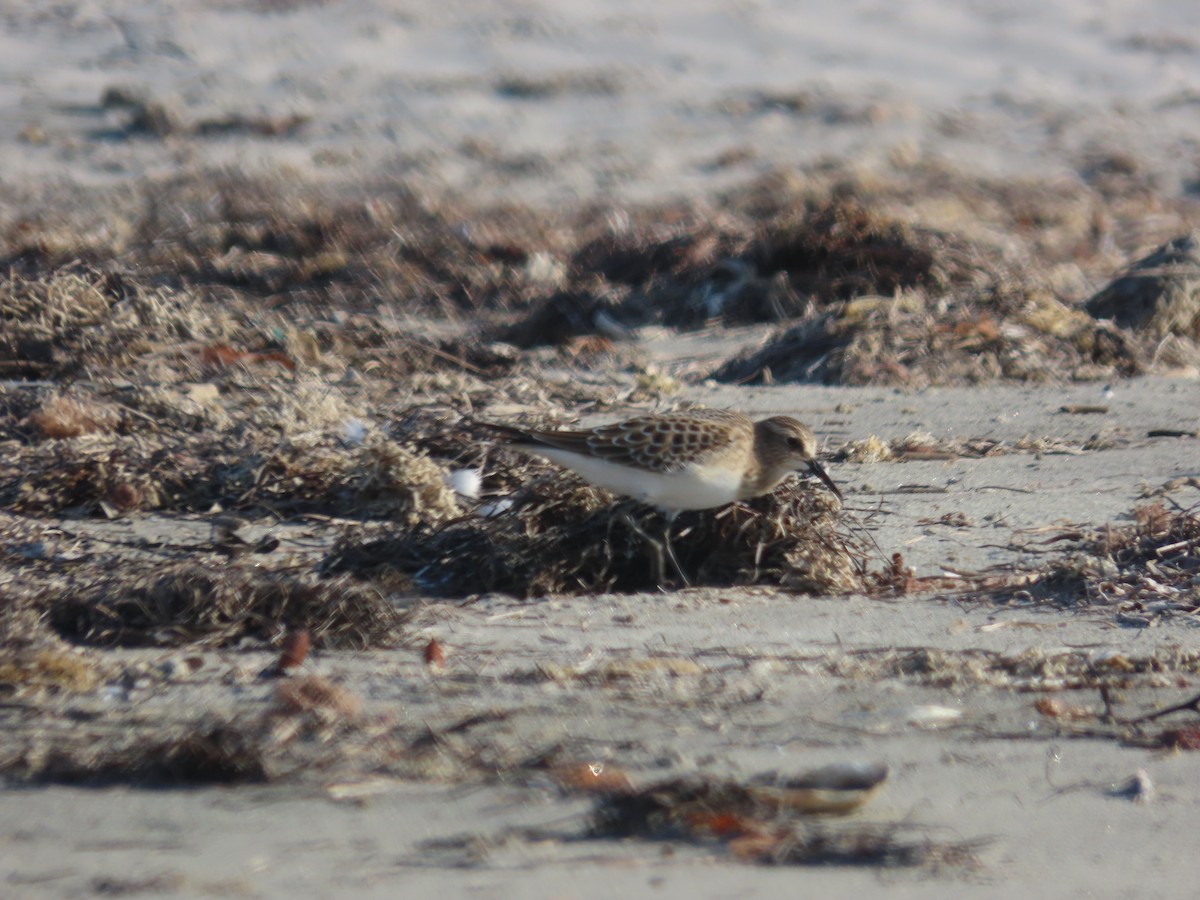 Baird's Sandpiper - ML622427251