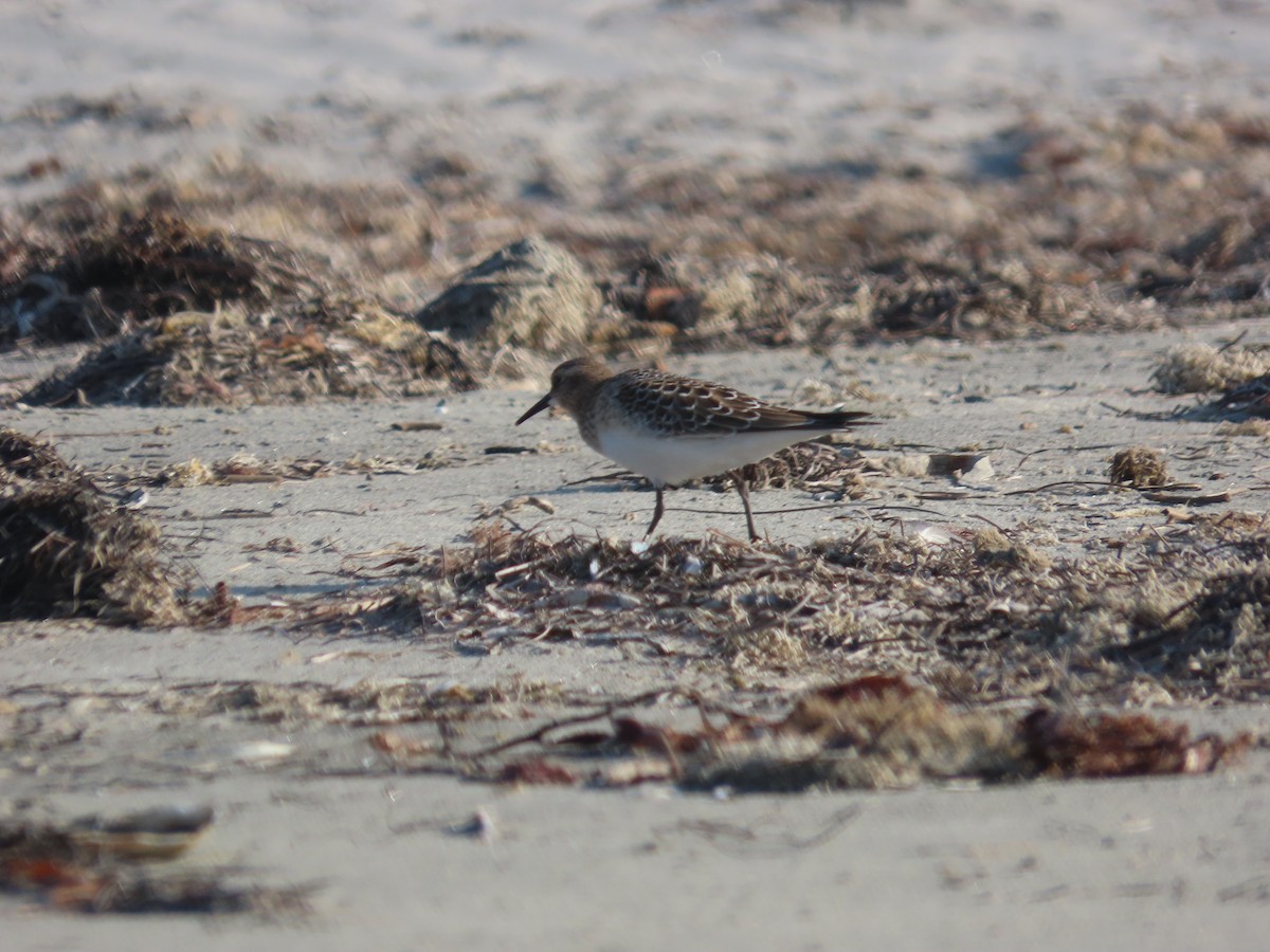 Baird's Sandpiper - ML622427252