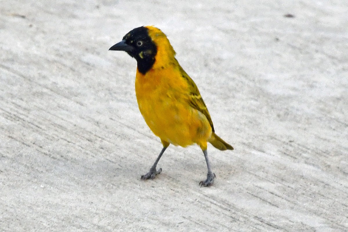 Southern Masked-Weaver - ML622427262