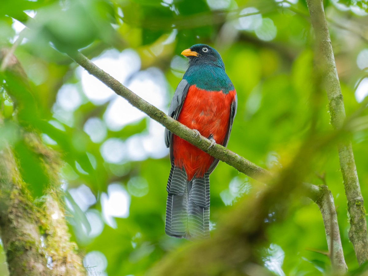 Lattice-tailed Trogon - ML622427292