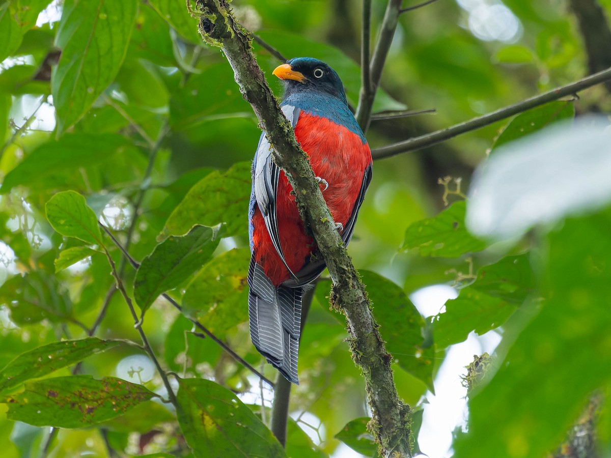 Lattice-tailed Trogon - ML622427293