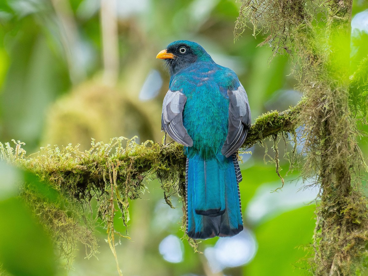 Lattice-tailed Trogon - ML622427295