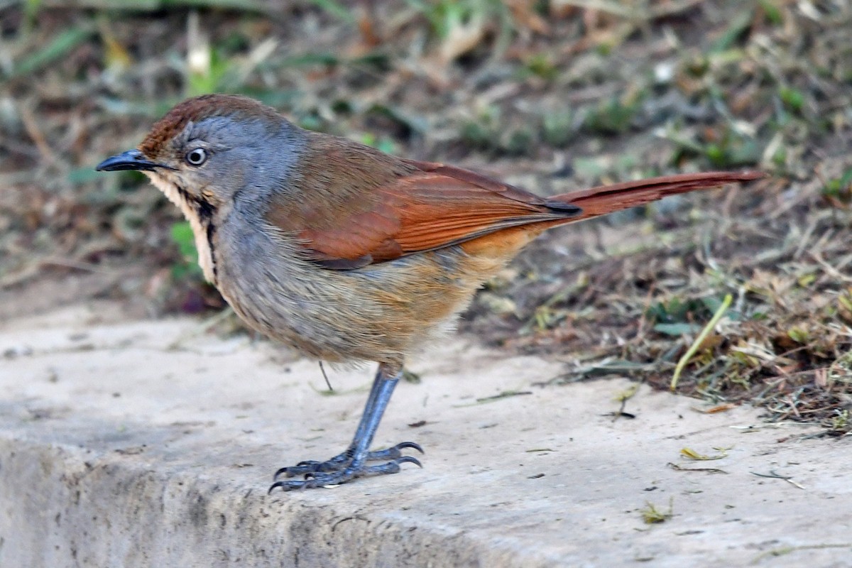 Collared Palm-Thrush - ML622427296