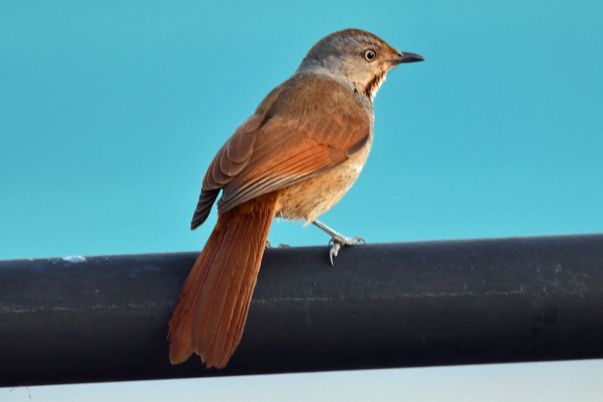 Collared Palm-Thrush - ML622427298