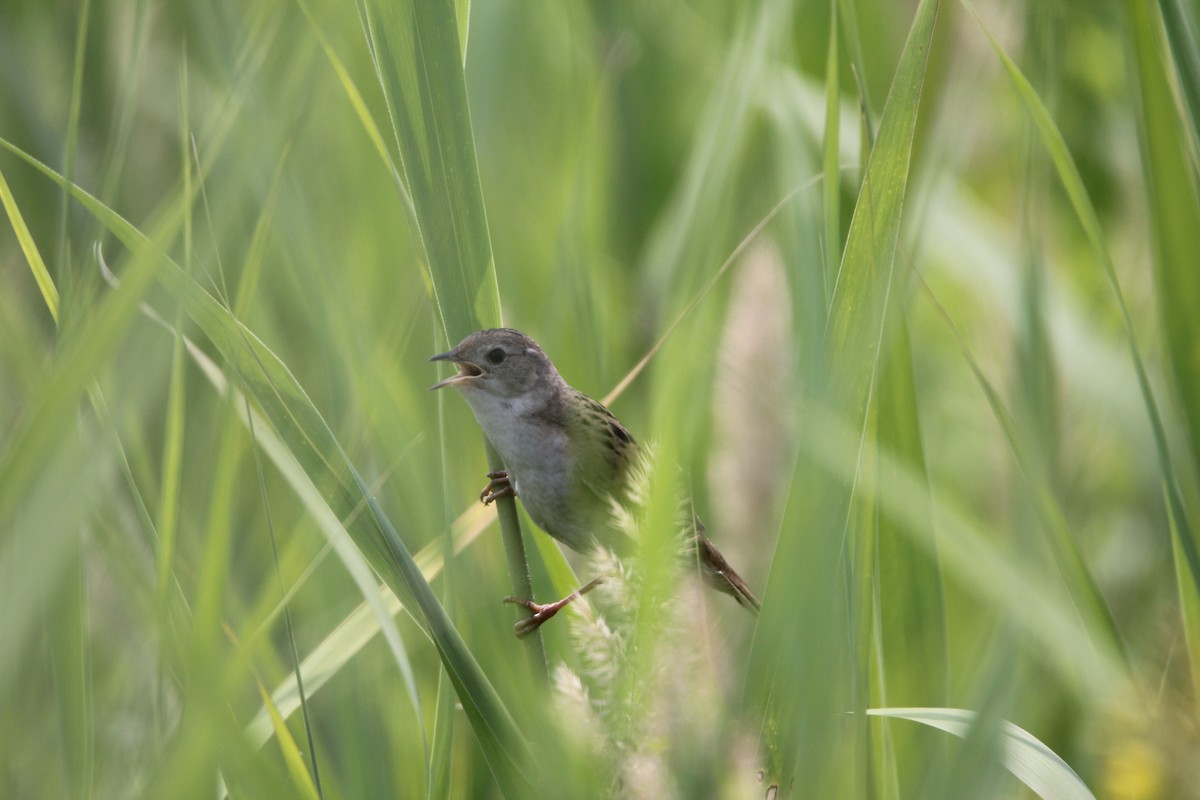 Marsh Grassbird - ML622427388