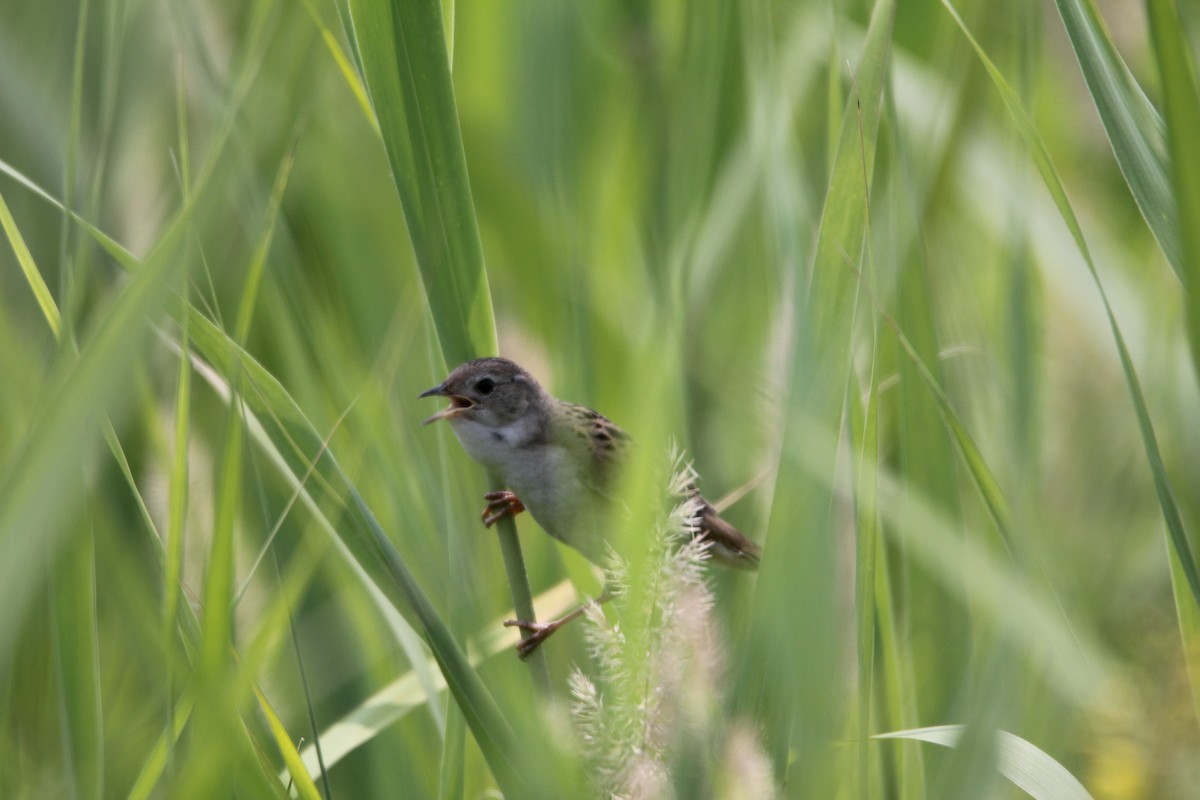 Marsh Grassbird - ML622427389