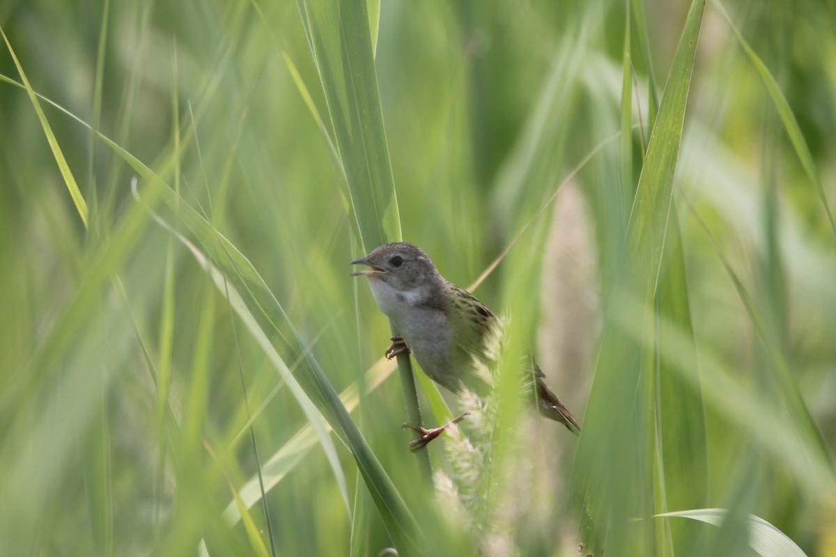 Marsh Grassbird - ML622427390