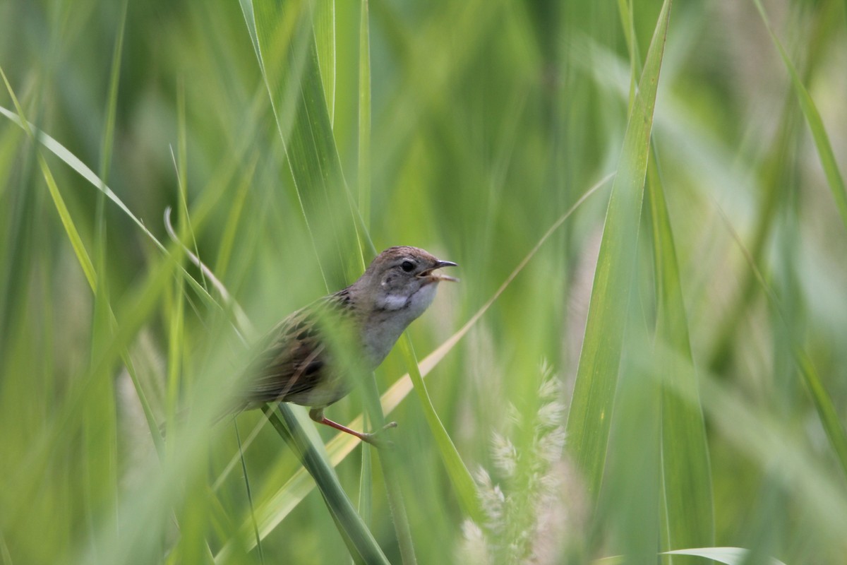 Marsh Grassbird - ML622427392