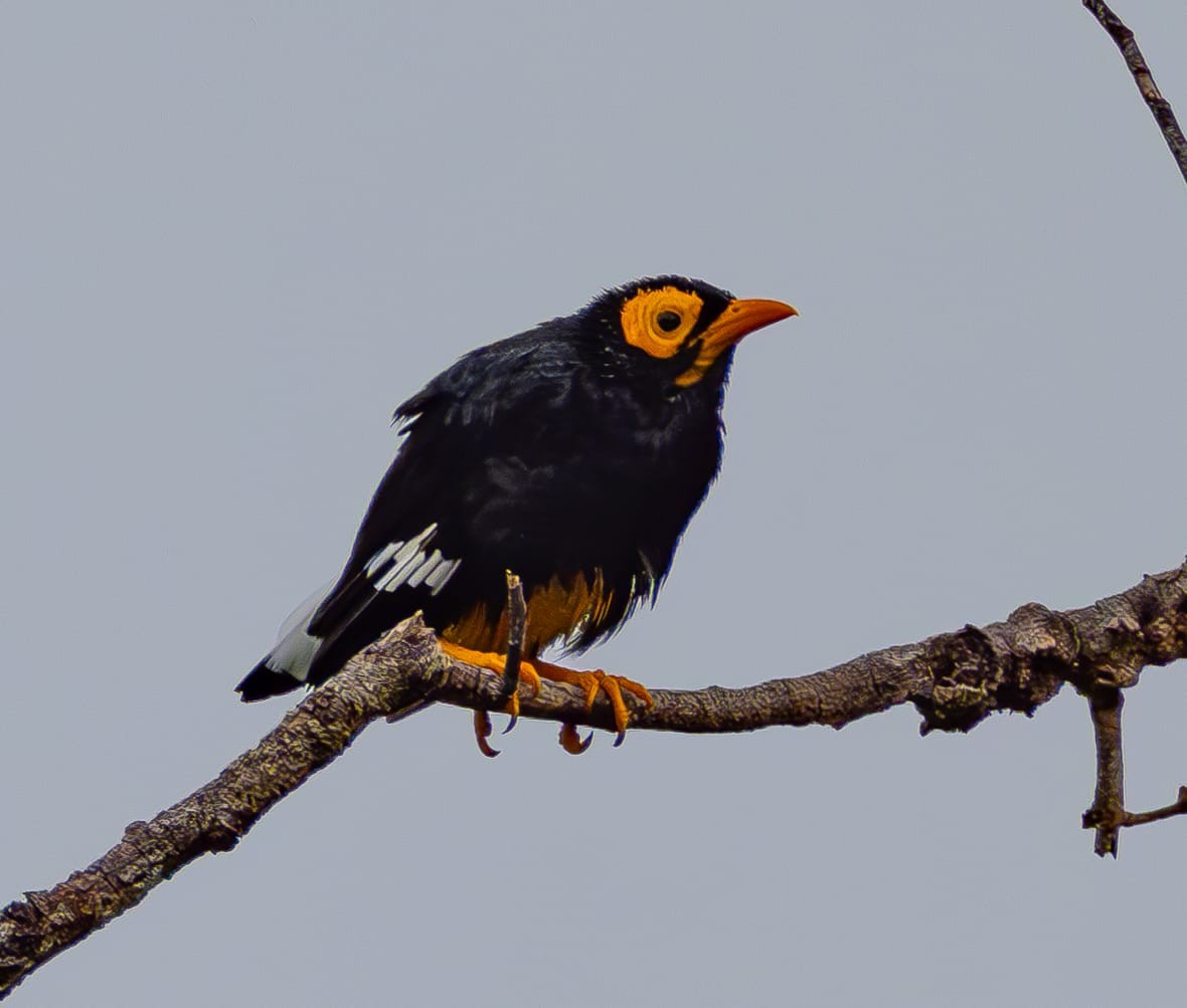 Yellow-faced Myna - Natalia Escobar