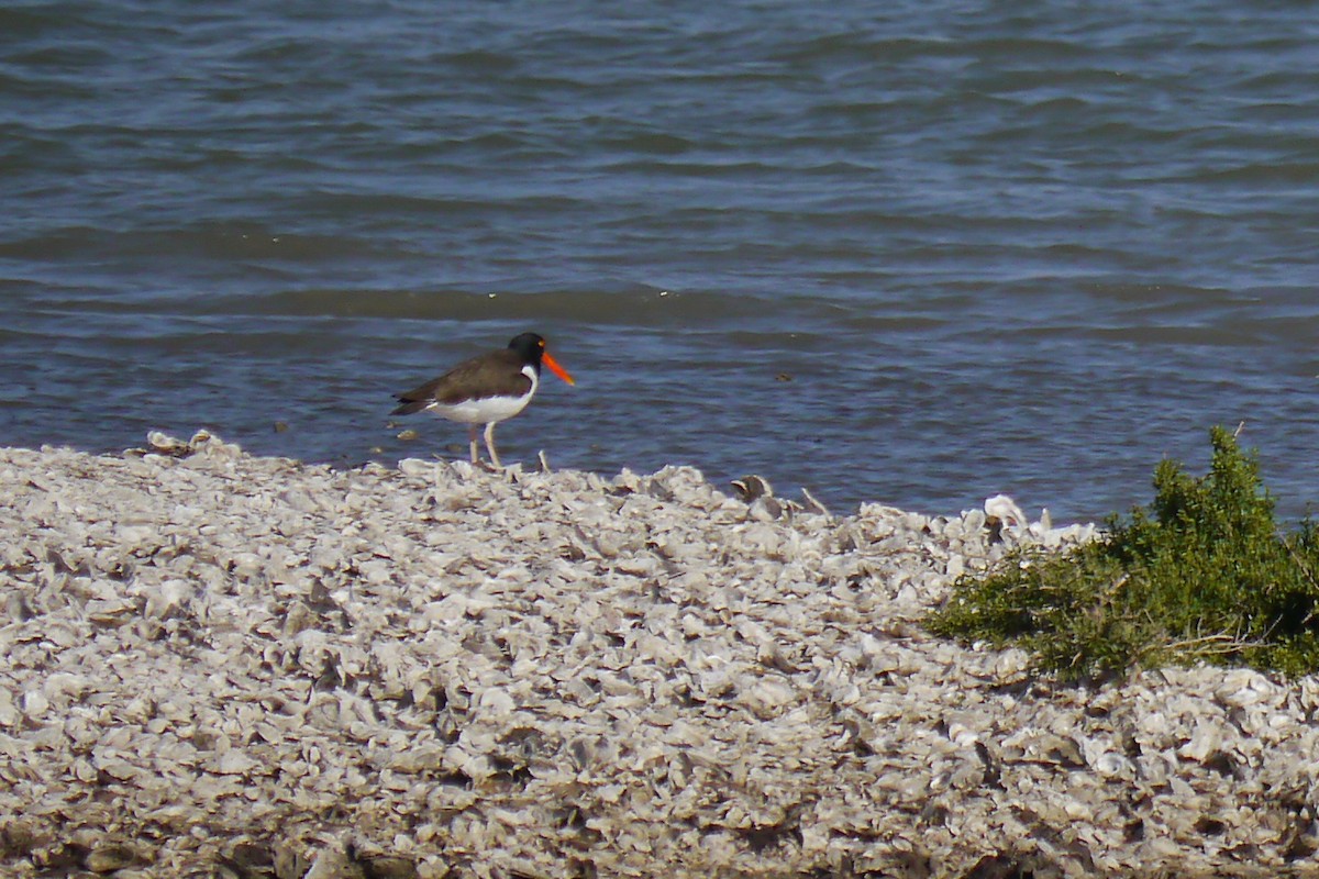 American Oystercatcher - ML622427594