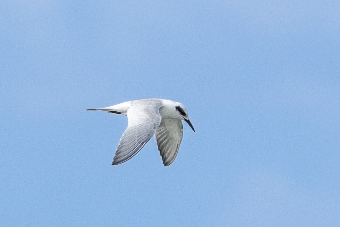 Forster's Tern - Brad Reinhardt