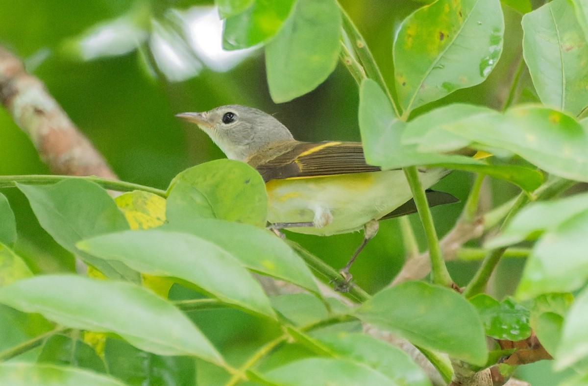 American Redstart - ML622427868