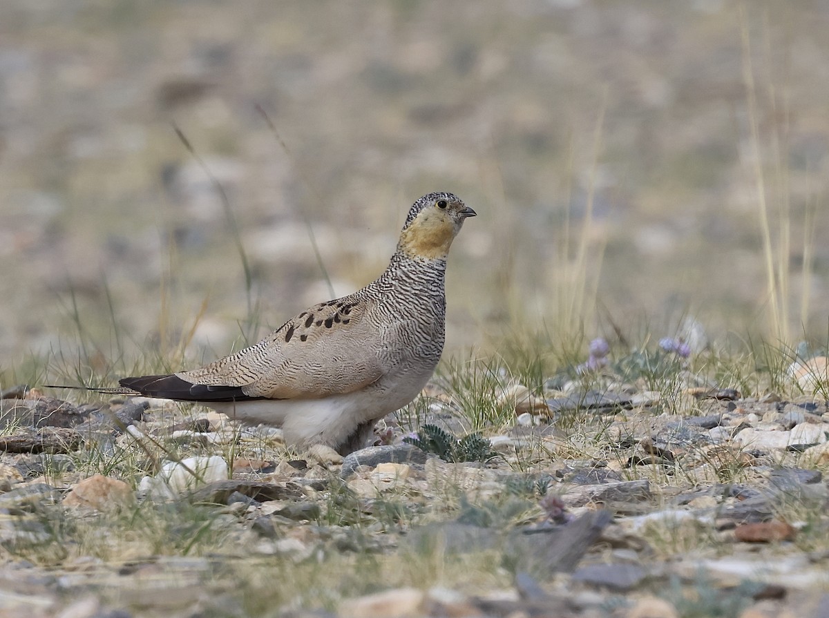 Tibetan Sandgrouse - ML622427923