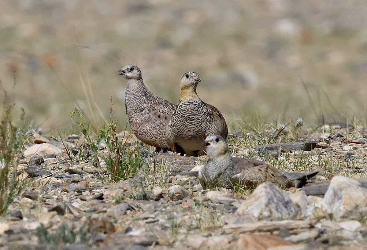 Tibetan Sandgrouse - ML622427924