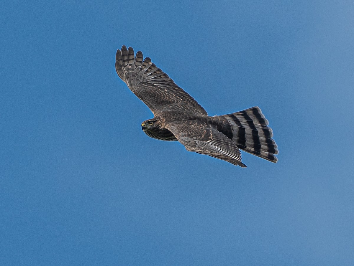 Sharp-shinned Hawk - ML622427927