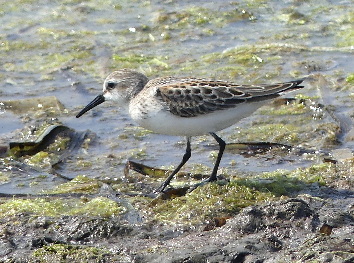 Байрдийн элсэг - ML622427958