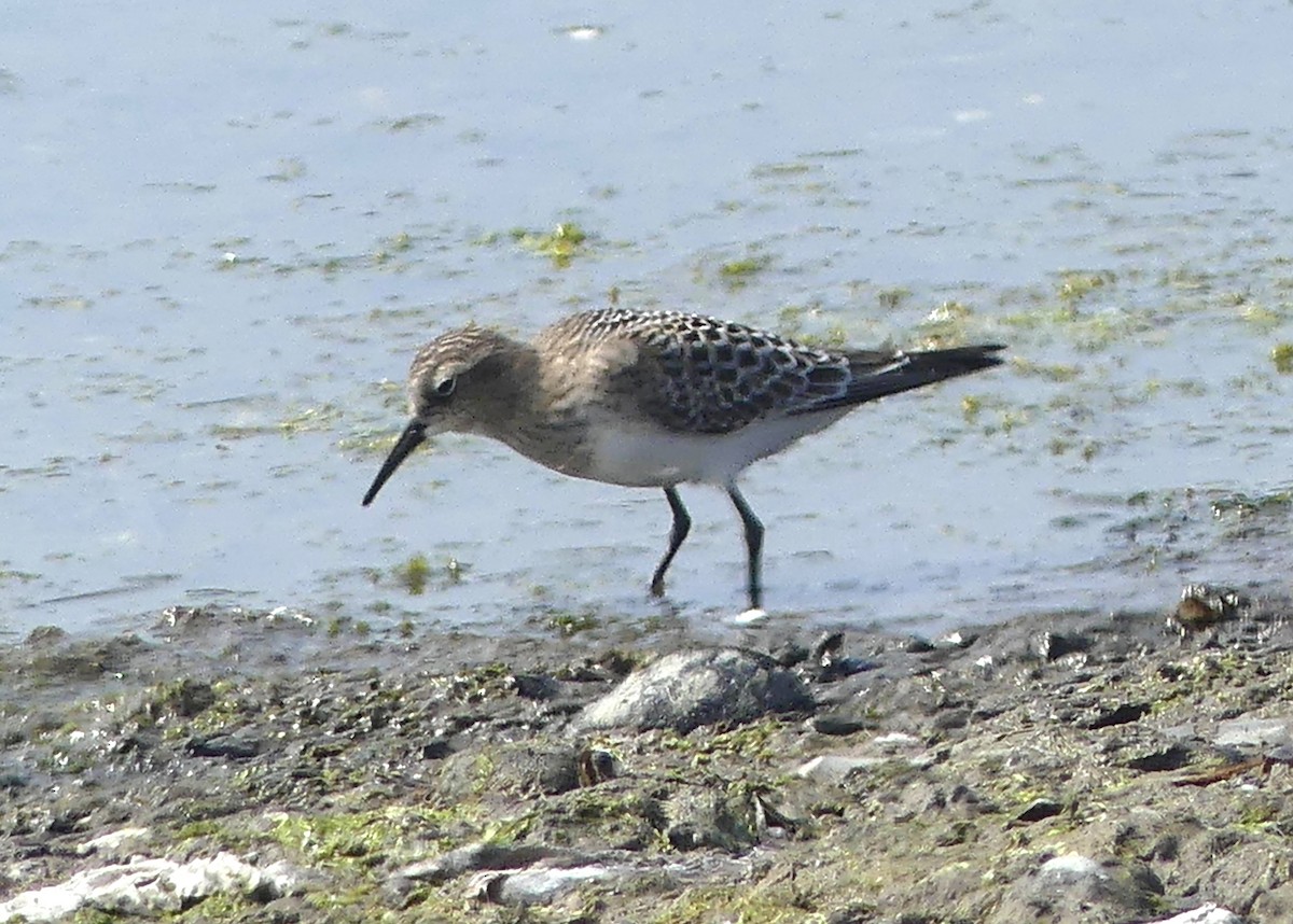 Байрдийн элсэг - ML622427962